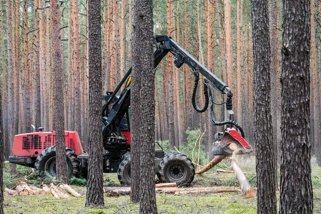 Schadhaftes Holz muss unverzüglich entfernt werden. | Foto: pixabay / mariohagen