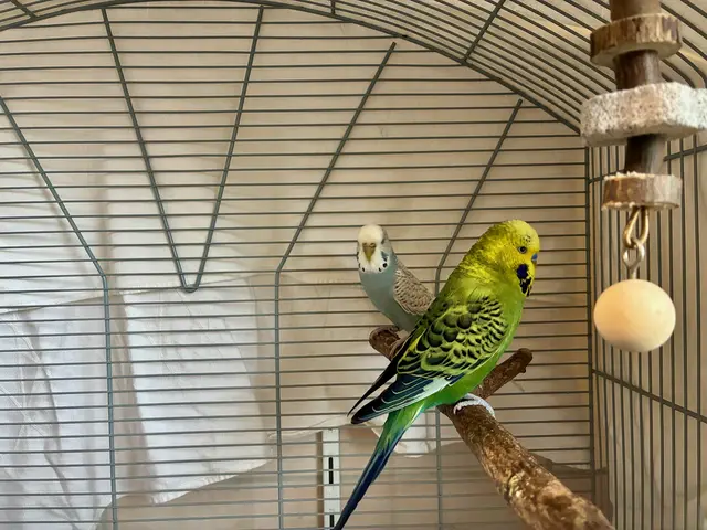 Wellensittiche Coco und Lola suchen neues Zuhause