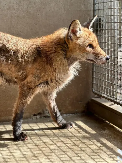 Der Fuchs frißt wieder und gewinnt an Kraft. | Foto: TSA