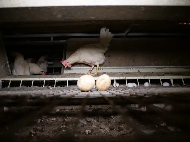 Bei der Aktion bezieht sich der VGT auf Bilder von Legehennen, die ihnen zugeschickt wurden. | Foto: VGT