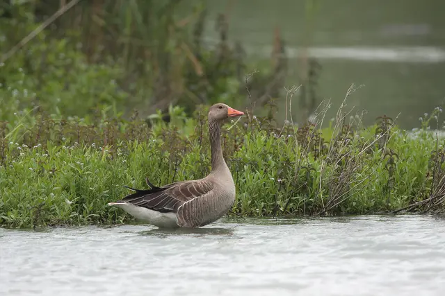 Wasserlebensräume wie der Inn sind die Lebensadern unserer Biodiversität. Die Wasserrahmenrichtlinie darf nicht verwässert, sondern muss mit voller Kraft umgesetzt werden. © Josef Limberger
