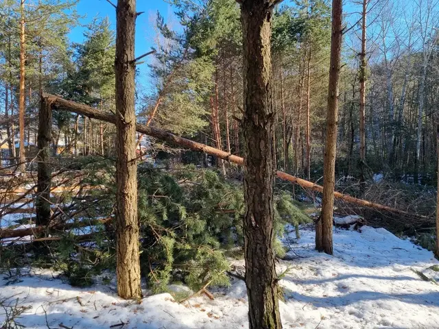 Fichtenbestände müssen Mischwäldern weichen