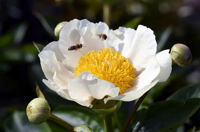 Die Widmung wird an der Blume angebracht. | Foto: Marktgemeinde Frankenburg