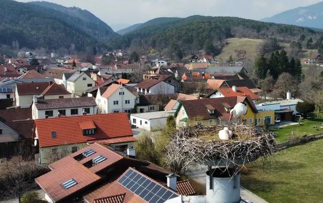 Das Storchenpaar hat sein Nest in Würflach bezogen. | Foto: Roland Reiter