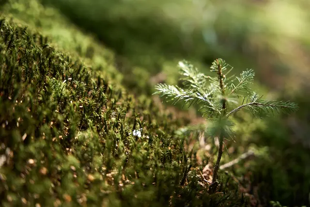 Foto: Waldentdeckerwelt