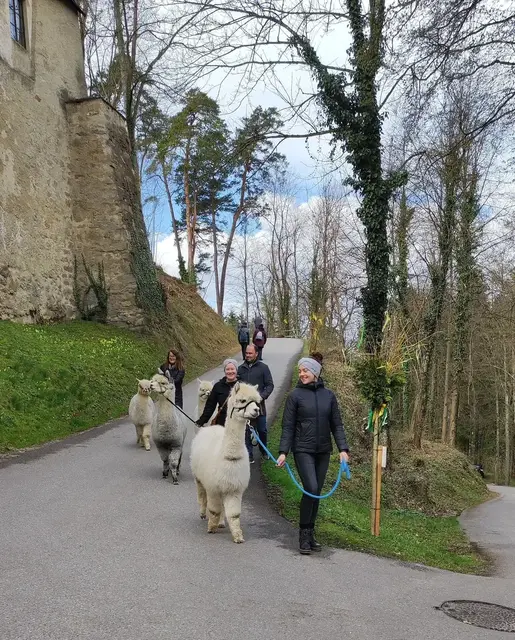 Bei der Osterausstellung am 21. und 22. März 2026 in Bad Kreuzen kann man mit den Mondstein-Alpakas rund um die Burg werden. | Foto: Marie Aichinger