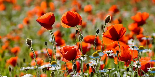 MeinBezirk sammelt die schönsten Frühlingsbilder aus den Bundesländern – mach mit und schick uns dein persönliches Lieblingsfoto! | Foto: Hermann Sauer