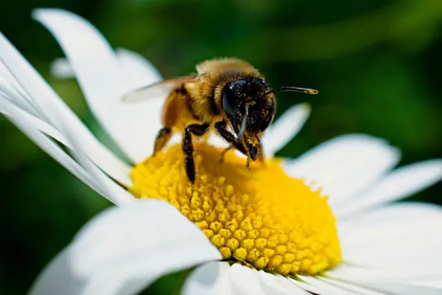 Besonders Insekten wie Bienen oder Schmetterlinge profitieren davon, wenn viele Blüten im Garten zu finden sind. | Foto: Pixabay