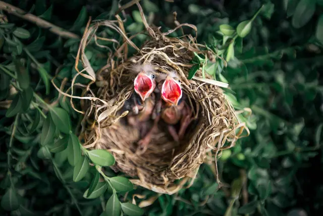 Äste und Heckenschnitt sind das perfekte Baumaterial für Vogelnester. | Foto: Pexels