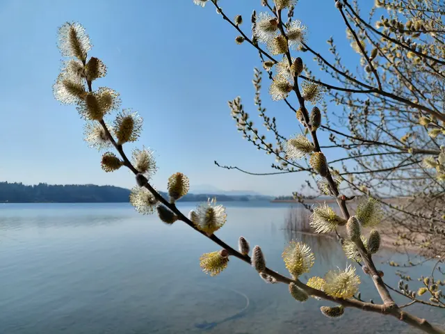 Foto: H.Bachinger