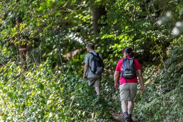 Den offiziellen Auftakt der Saison bildet am 21. März, dem internationalen Tag des Waldes, die geführte Wanderung „Frühlingserwachen im Nationalparkwald“. | Foto: Claudia Ebner