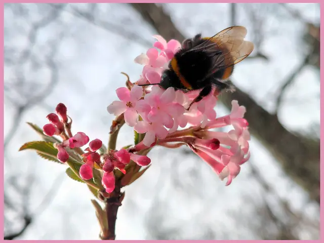 Duftschneeball | Foto: H.Bachinger