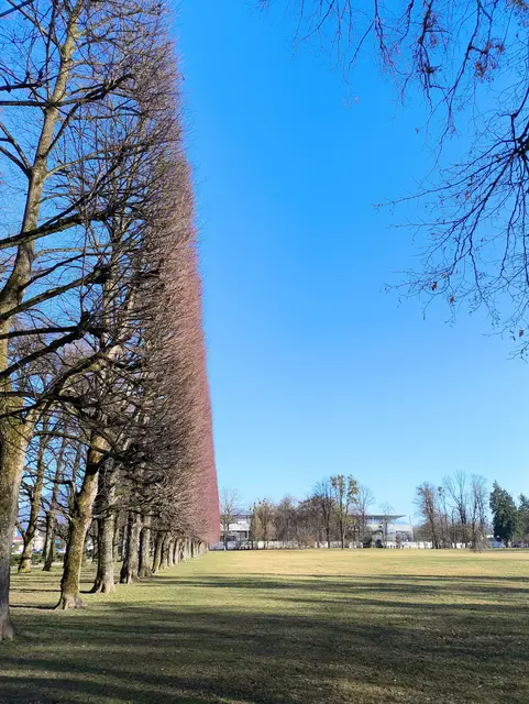 Der akkurate Schnitt der Bäume hat mich irgendwie fasziniert. Gesehen beim Schloss Klessheim (Casino Salzburg). | Foto: Martina Laserer