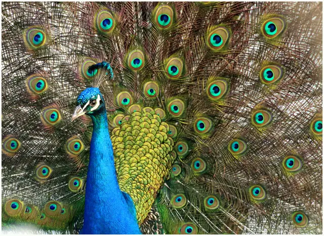 männlicher Pfau zeigt sein schönstes Kleid 