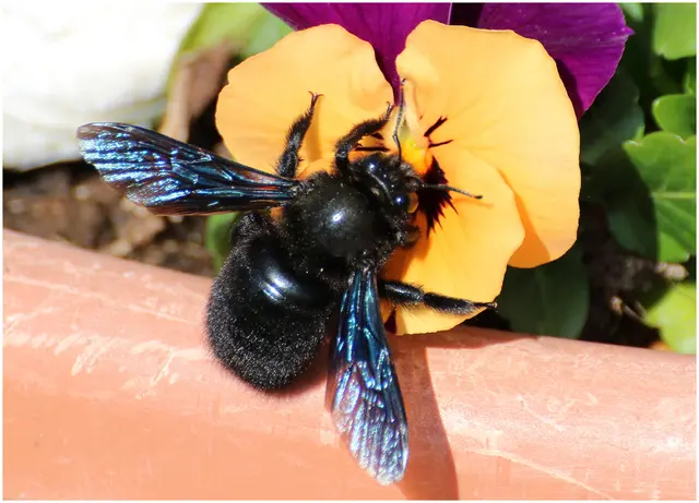 die schwarze Wildbiene wird ca. 3 cm groß und wird gerne mit einer Hummel verwechselt, sie ist sehr friedlich 