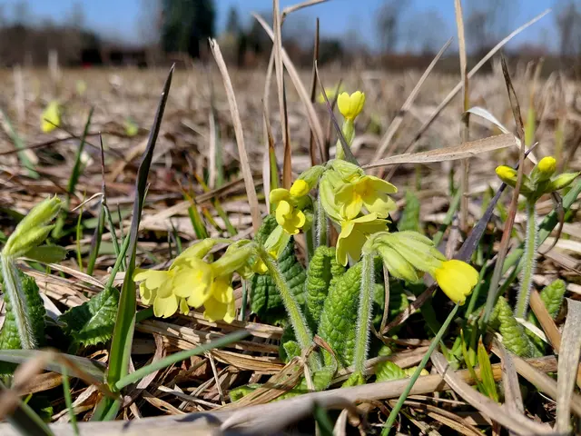 Ich wünsche euch allen einen schönen Frühlingsbeginn! | Foto: H.Bachinger