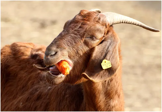 Ziege am St.Peter- Weiher 