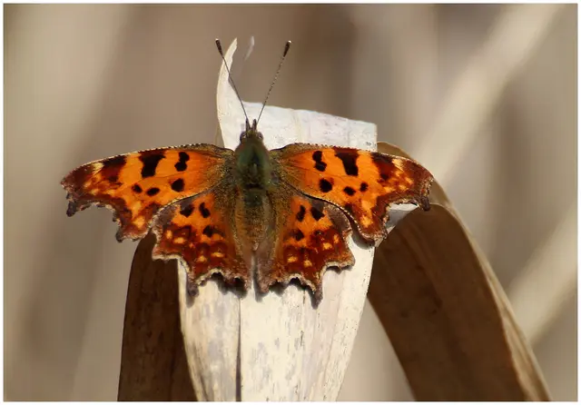 C- Falter sonnt sich 