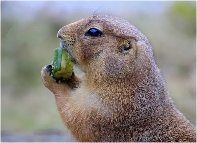 ...eine frische Gurke tut jetzt gut 