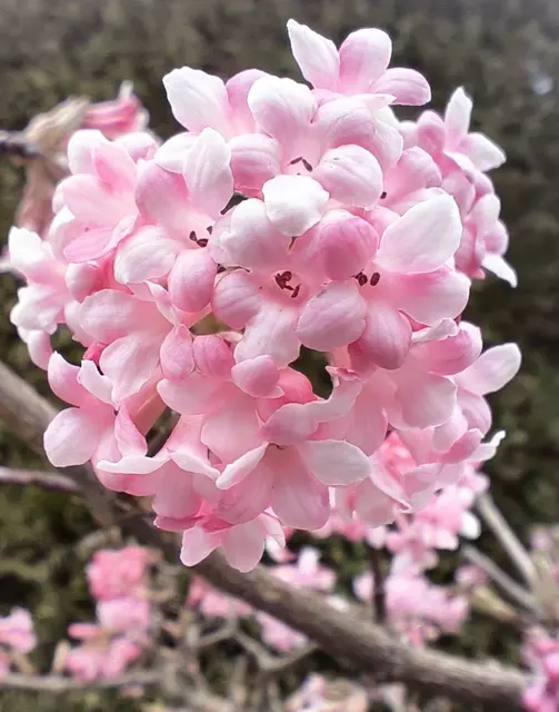 Ich wünsche euch noch einen schönen Mittwoch 😊🌸 | Foto: Martina Laserer