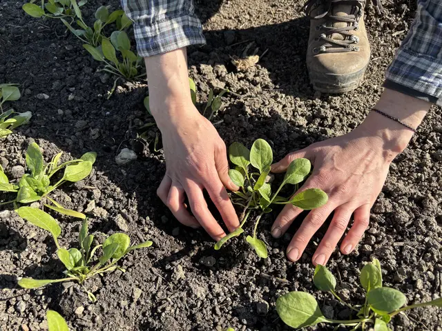 Das Gemüse wird in Handarbeit produziert, ganz ohne Pestizide und ohne herkömmlichen Dünger. | Foto: Mathias Kautzky/MeinBezirk