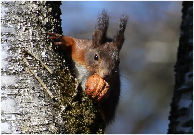 Eichhörnchen hat noch eine Nuss gefunden / am Friedhof