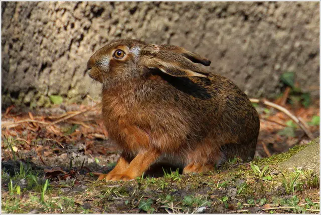 Feldhase am Friedhof