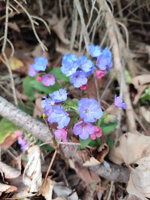 Ich freue mich über die vielen bunten Frühlingsblumen immer sehr.