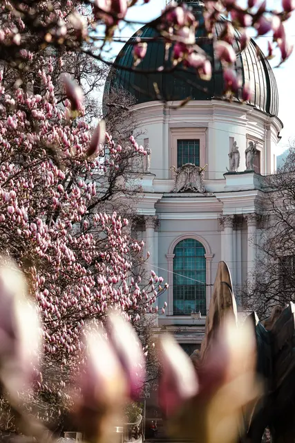 Am Makartplatz in der Stadt Salzburg blühen die Magnolien besonders eindrucksvoll. 