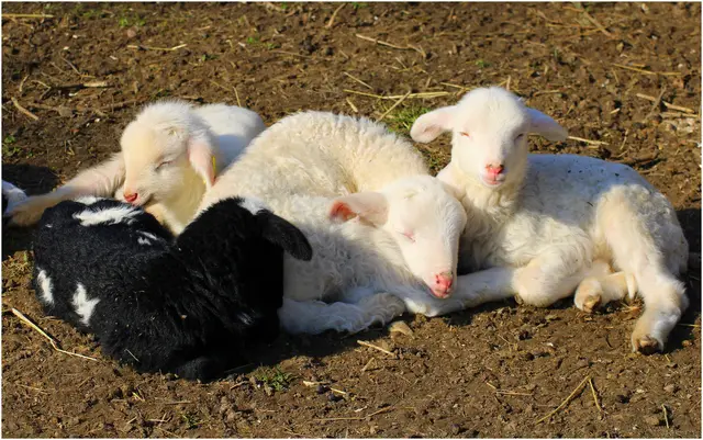 ...ein paar weiße Fleckerl hat es ja ;-)