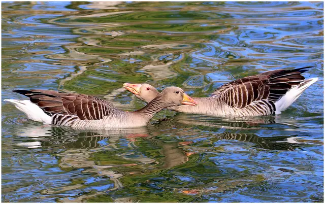 Graugänsepaar am Weiher 