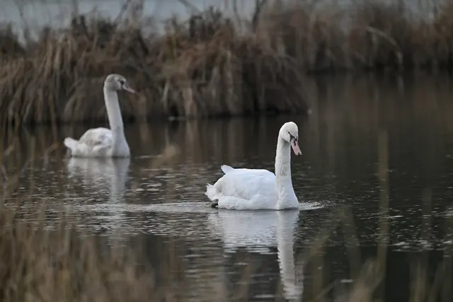 Ich denke, dass es sich bei den beiden Schwäne um jene handelt, die am 24. Februar 2026 den Bahnverkehr zwischen Salzburg Hauptbahnhof und Freilassing blockiert haben. Die Tiere waren verletzt und wurden nach tierärztlicher Behandlung im März am Leopoldskroner Weiher wieder freigelassen. | Foto: Silvia Jörg