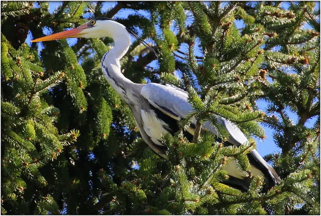 ...sitzt ein Graureiher und beobachtet / in der Hellbrunner Allee 