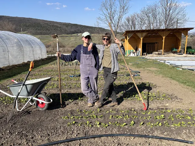 Marktgärtnerei produziert naturbelassenes Gemüse ohne Pestizide