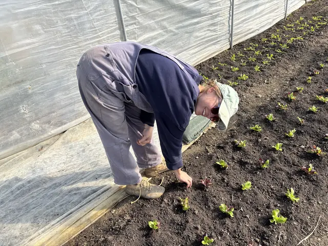 Barbara Posch hat Ernährungswissenschaften studiert und sich gemeinsam mit Eva Ganzberger 2024 mit der Marktgärtnerei "Wurzel aus zwei" selbstständig gemacht – die Jungunternehmerinnen produzieren naturbelassenes Gemüse in Handarbeit. | Foto: Mathias Kautzky/MeinBezirk