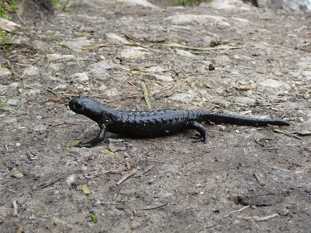Schutz der Fauna | Foto: TBW Est. Stubai