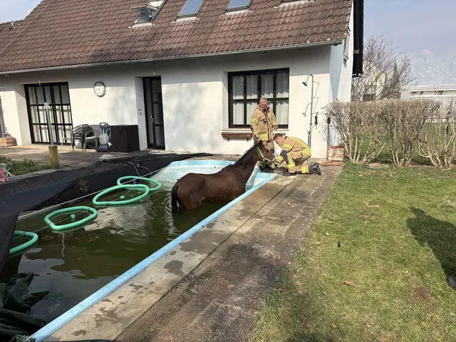 Gut zureden: Grazer Berufsfeuerwehr "im Gespräch" mit dem Pferd, das sich in misslicher Lage befand. | Foto: Berufsfeuerwehr Graz