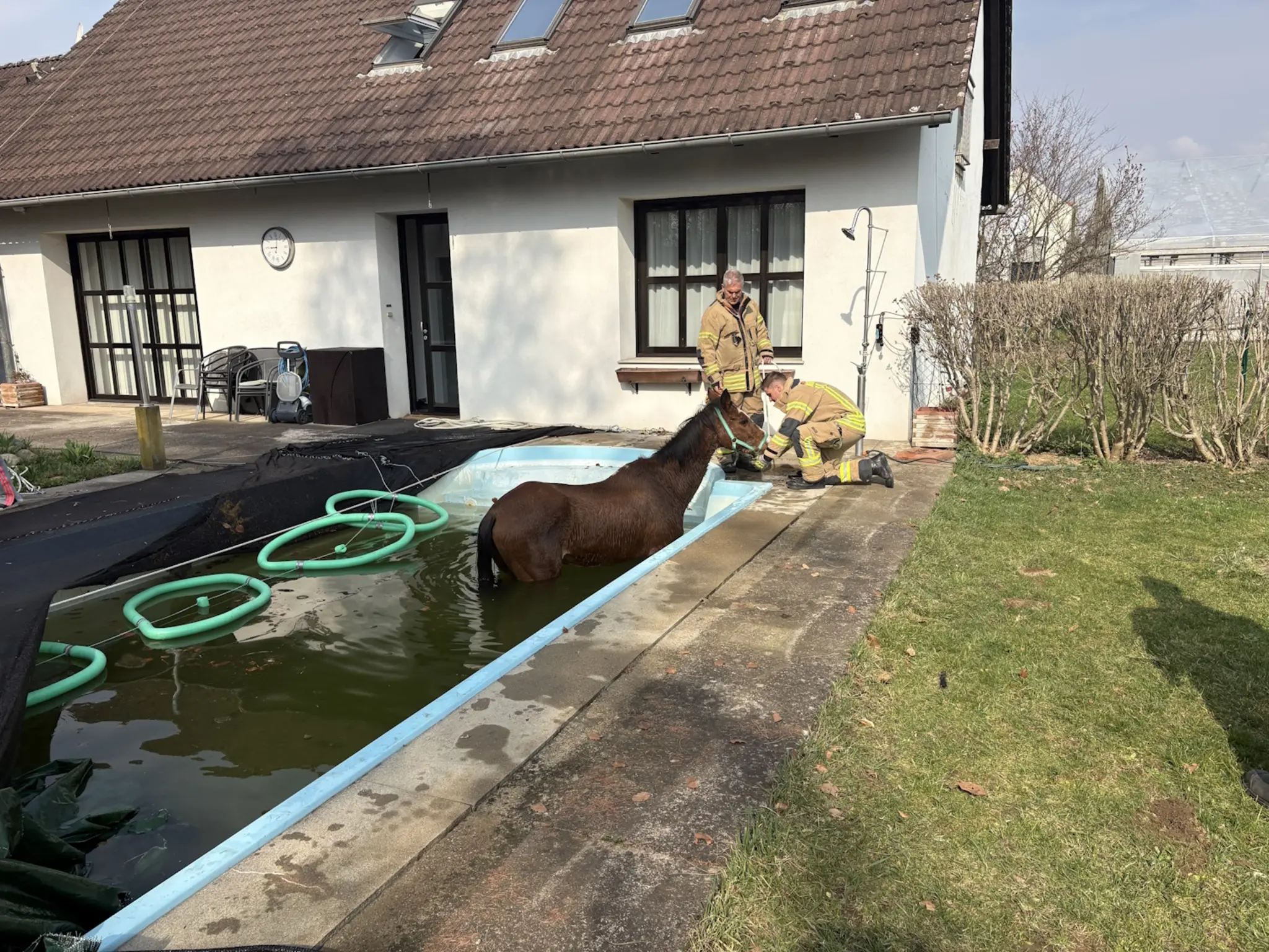Unusual operation: Horse jumped into pool - | this is how the spectacular ...