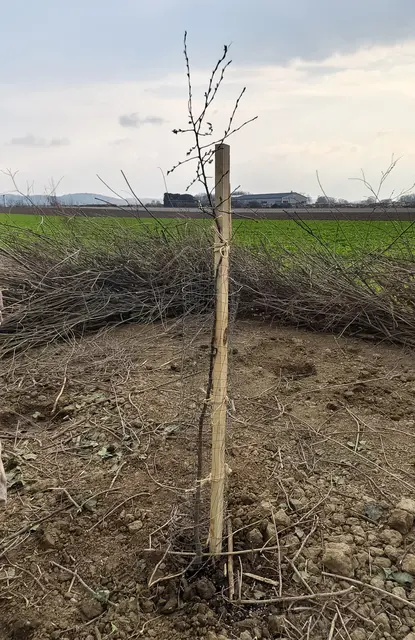 Auch Bäume dürfen nicht fehlen. Diese sind mit einer Benjeshecke (Totholzhecke) eingefasst, um sie vor Wildverbiss zu schützen. | Foto: Christian Nowotny