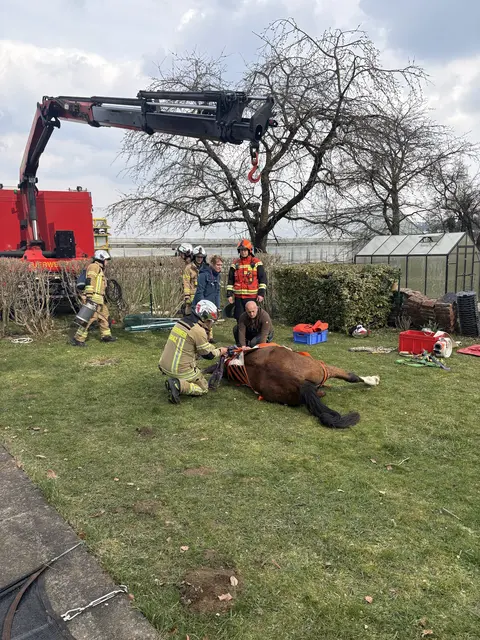 Das Pferd wurde auch medizinisch bestens betreut. | Foto: Berufsfeuerwehr Graz