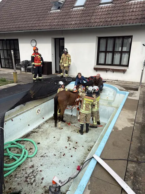 Wasser weg, Pferd fast schon gerettet ... | Foto: Berufsfeuerwehr Graz