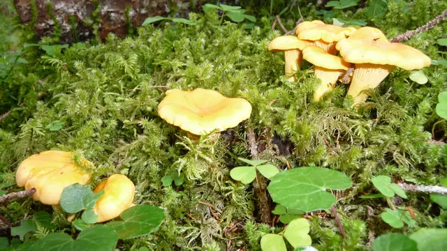 Kontrollen der Pilzschutzverordnung | Foto: TBW Est. Stubai