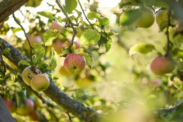 Die Hälfte der Apfelsorten sind bedroht. Das ist ein Ergebnis des Projekts „Obst Monitoring Österreich“. | Foto: Arche Noah, C. Rupert Pessl
