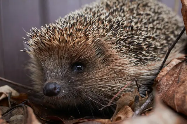 Wenn der Rasenmäher in der Nacht fährt, wird es für Igel und andere nachtaktive Tiere lebensgefährlich. | Foto: unsplash
