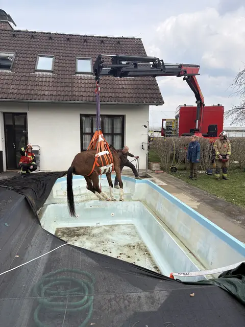 Großeinsatz für den Kran: Kurz darauf hatte der Vierbeinen wieder festen Boden unter den Hufen. | Foto: Berufsfeuerwehr Graz