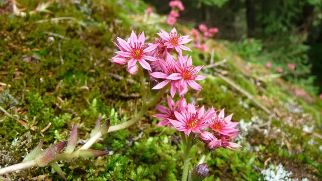 Schutz der Flora | Foto: TBW Est. Stubai