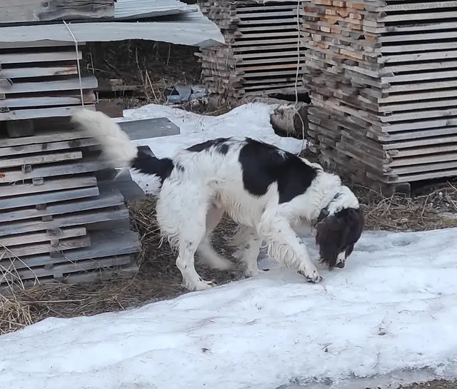 freilaufende Hunde werden eingefangen, per Chipleser ausgelesen und der Hundehalter kontaktiert | Foto: TBW Est. Stubai
