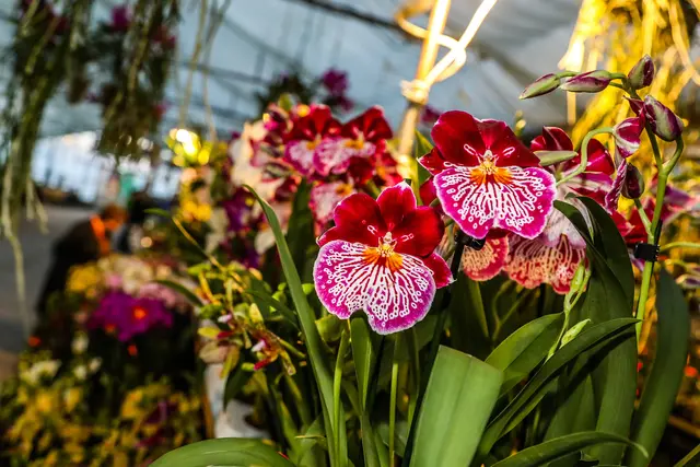Die internationale Orchideenausstellung zieht wieder nach Hirschstetten. | Foto: Stadt Wien/Fürthner