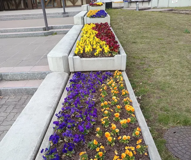 Must-see im Frühling: die Blumenbeete beim Knittelfelder Kulturhaus | Foto: Stiegler