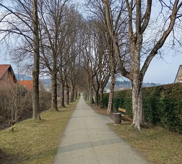 Spazierweg-Klassiker in Knittelfeld: die Brunner-Kreuz-Allee | Foto: Stiegler